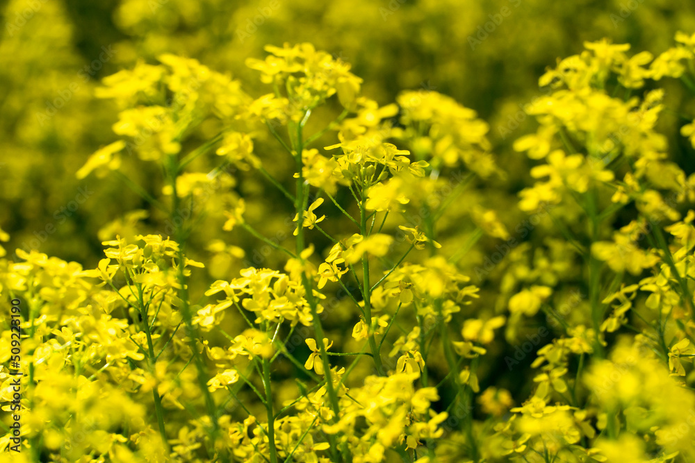 A beautiful overgrown meadow with flowering rapeseed and other bright flowers. A cozy path passes through a birch grove. A place to relax in nature. A beautiful overgrown meadow with flowering rapeseed and other bright flowers. A cozy path passes through a birch grove. A place to relax in nature.