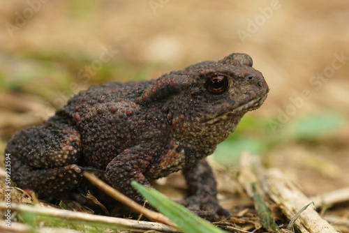 Closeup on a small juvenile European common toad, Bufo bufo sitting on the ground
