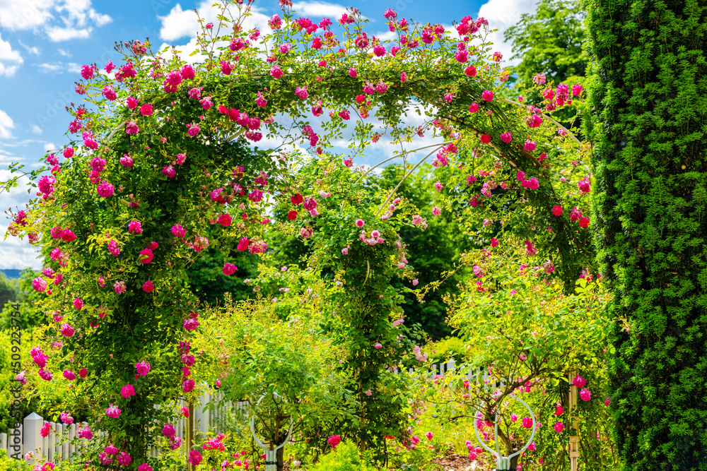 Fototapeta premium landscape with trees and sky