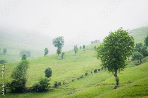 landscape with trees and fog