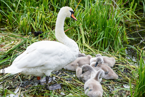 A nest of baby swans known as cygnets with the mother known as a pen