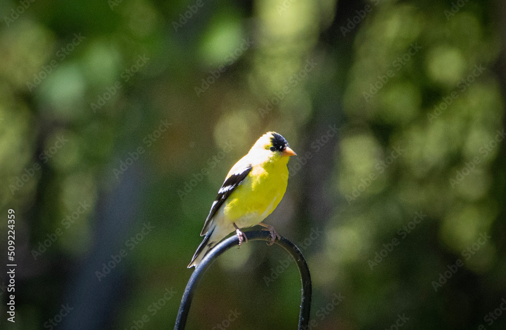 Fototapeta premium yellow 