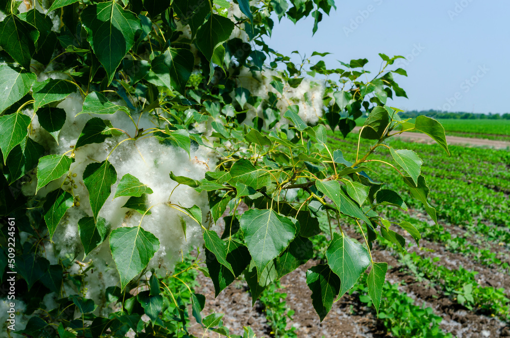 Summer landscape. Poplar fluff. Poplar fluff is to blame for allergies, summer begins with poplar fluff. Magic poplar. Summer landscape. Poplar fluff. Poplar fluff is to blame for allergies, summer begins with poplar fluff. Magic poplar.
