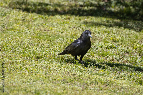 Starling on the grass