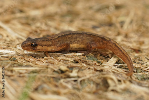 Closeup on a brown juvenile Smooth newt, Triturus vulgaris siting on the ground
