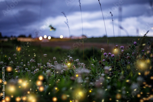 Fototapeta Naklejka Na Ścianę i Meble -  Summer Synchronous Lightning Bugs