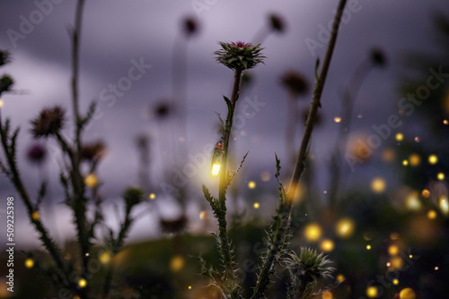 Fototapeta Naklejka Na Ścianę i Meble -  Synchronous Lighting Bugs