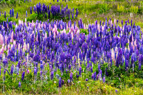 Colorful and bright blooming lupines field in Patagonia  Argentina  South America