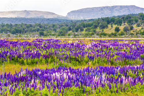 Colorful and bright blooming lupines field in Patagonia, Argentina, South America © Natalia