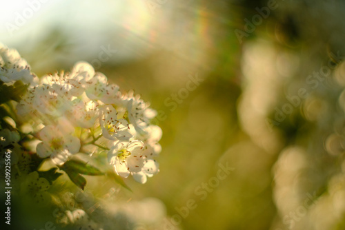 Kwiaty głogu w promieniach słońca