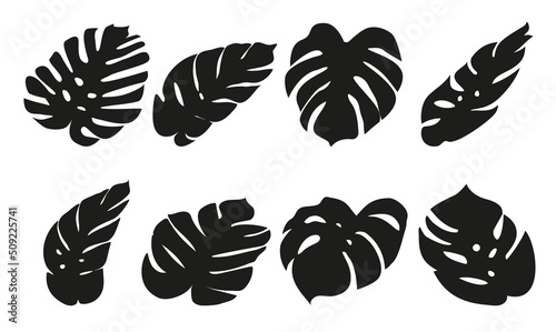 Silhouette of monstera leaves. Vector illustration in flat style