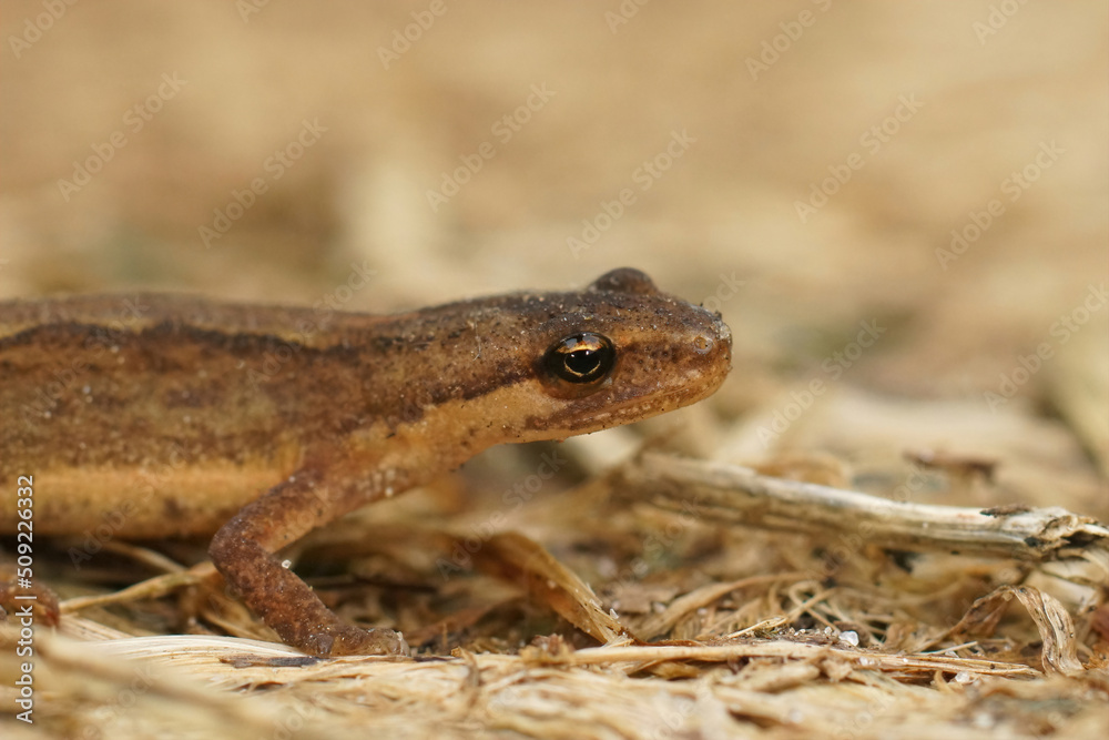 Obraz premium Closeup on a brown juvenile Smooth newt, Triturus vulgaris siting on the ground