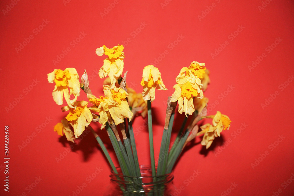 Withered yellow narcissus stand in a vase against a red background, close-up, side view. Faded flowers.