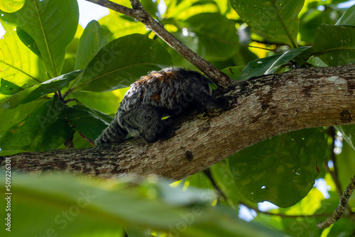 Small black monkey with white fur on its face, the Atlantic Forest marmoset 