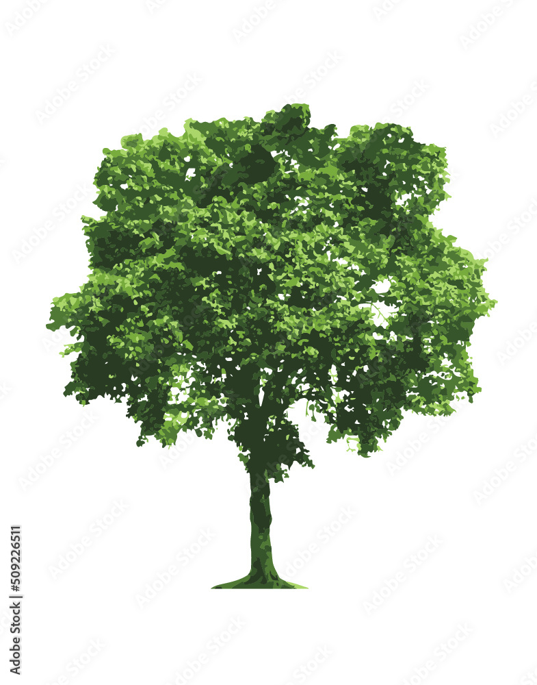 Green tree isolated on white
Ficus Benjamin_Details
