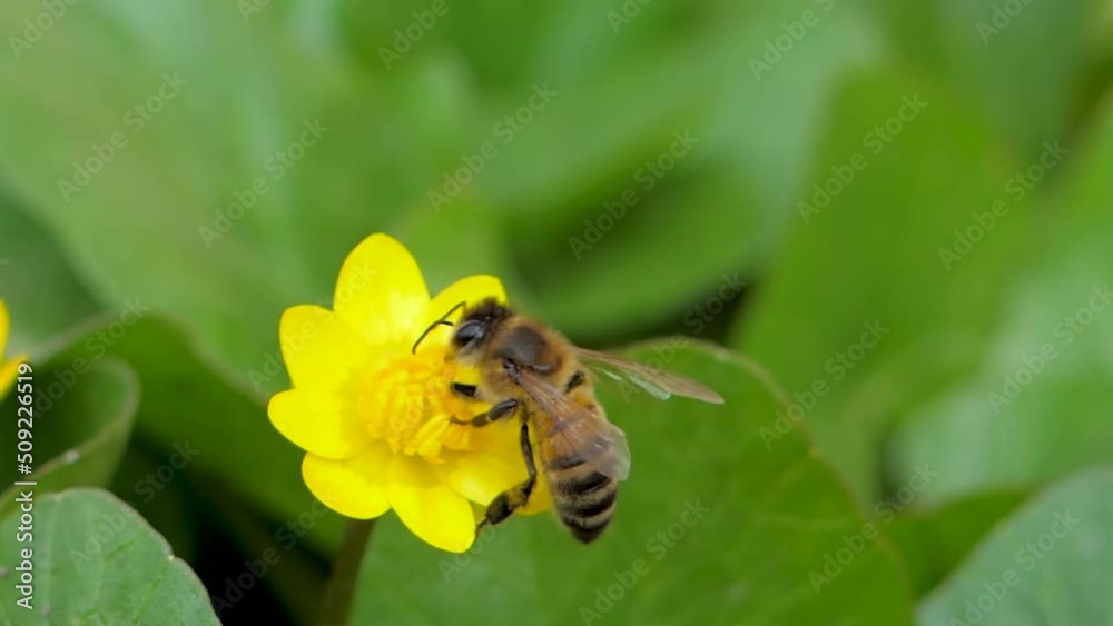 Bee collects nectar on blossom yellow flower on green background in spring Bee collects nectar on blossom yellow flower on green background in spring