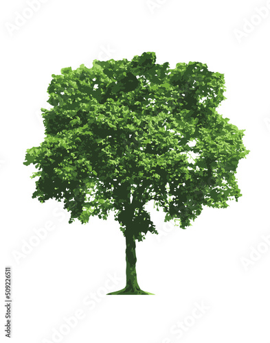 Green tree isolated on white Ficus Benjamin_Details