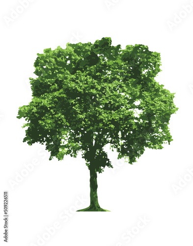 Green tree isolated on white
Ficus Benjamin_Details