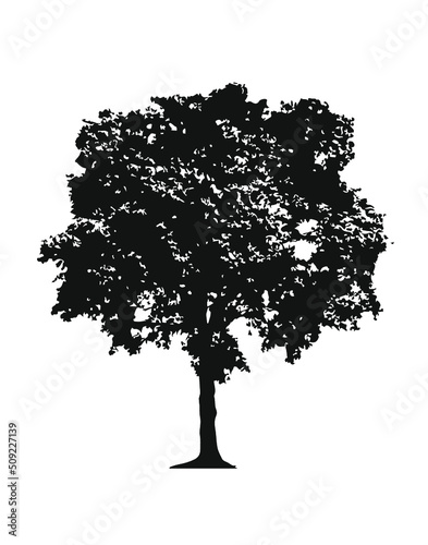 Tree silhouette isolated on white Ficus_Black and White 