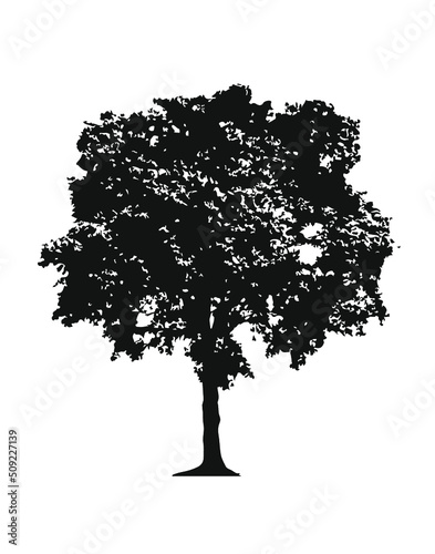 Tree silhouette isolated on white
Ficus_Black and White
