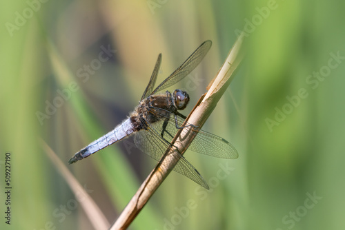 Male scarce chaser dragonfly (Libellula fulva) perches next to the river. Beautiful blue dragonfly, Norfolk, UK.
