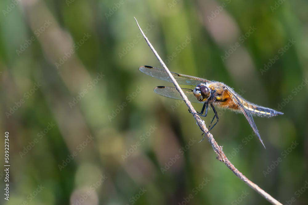 Male four spotted chaser, or four spotted skimmer (Libellula quadrimaculata) dragonfly perched by the river. Beautiful British insect. Male four spotted chaser, or four spotted skimmer (Libellula quadrimaculata) dragonfly perched by the river. Beautiful British insect.