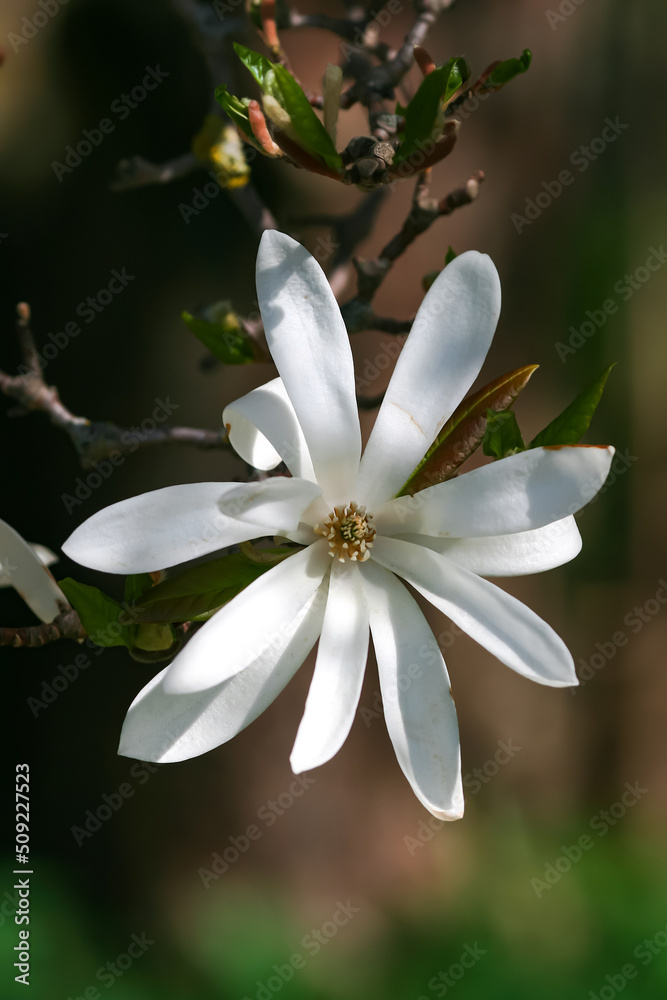 Obraz premium Branch with beautiful blooming Magnolia stellata Royal Star or Star Magnolia. Spring season, sweet fragrance.