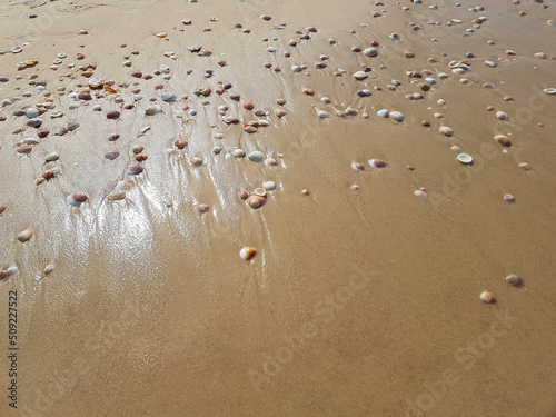 Sea wet sand with shells scattered by the wave on it and the glare of the sun