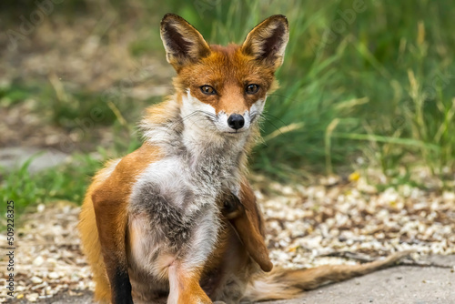 Ein Fuchs kratzt sich an den juckenden Stellen photo