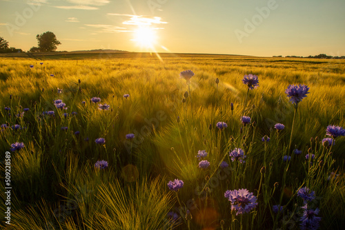 Canvas-taulu Goldenes Feld mit reifem Getreide im Sommer mit Kornblumen im Vordergrund und wä