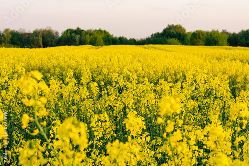 Fototapeta Naklejka Na Ścianę i Meble -  widok na kwitnące pole rzepaku