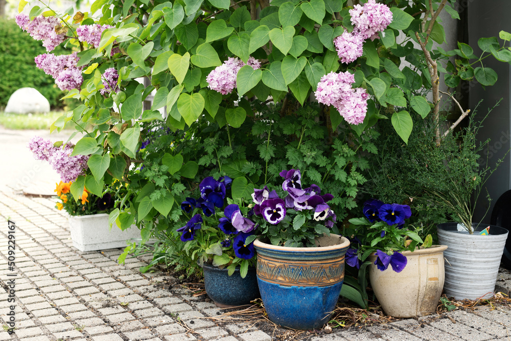 Small garden at the entrance to the house, lilacs, potted pansies.