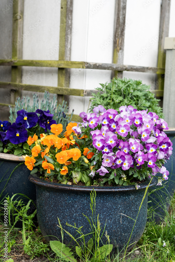 Large pot with colorful pansies in the garden, spring viola tricolor flowers.