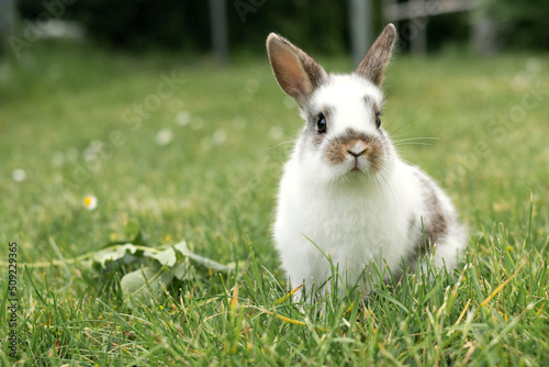 White little rabbit in the grass outdoors, breeding pets, Easter concept.