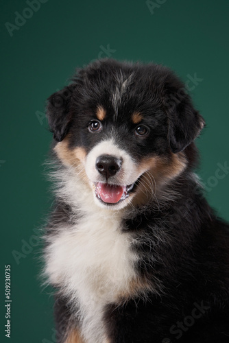 happy puppy on a green background. breed Australian Shepherd. dog studio portrait