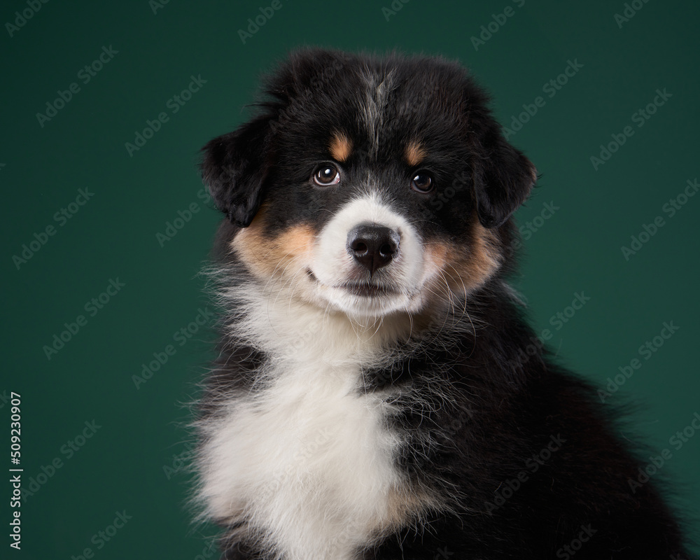 happy puppy on a green background. breed Australian Shepherd. dog studio portrait