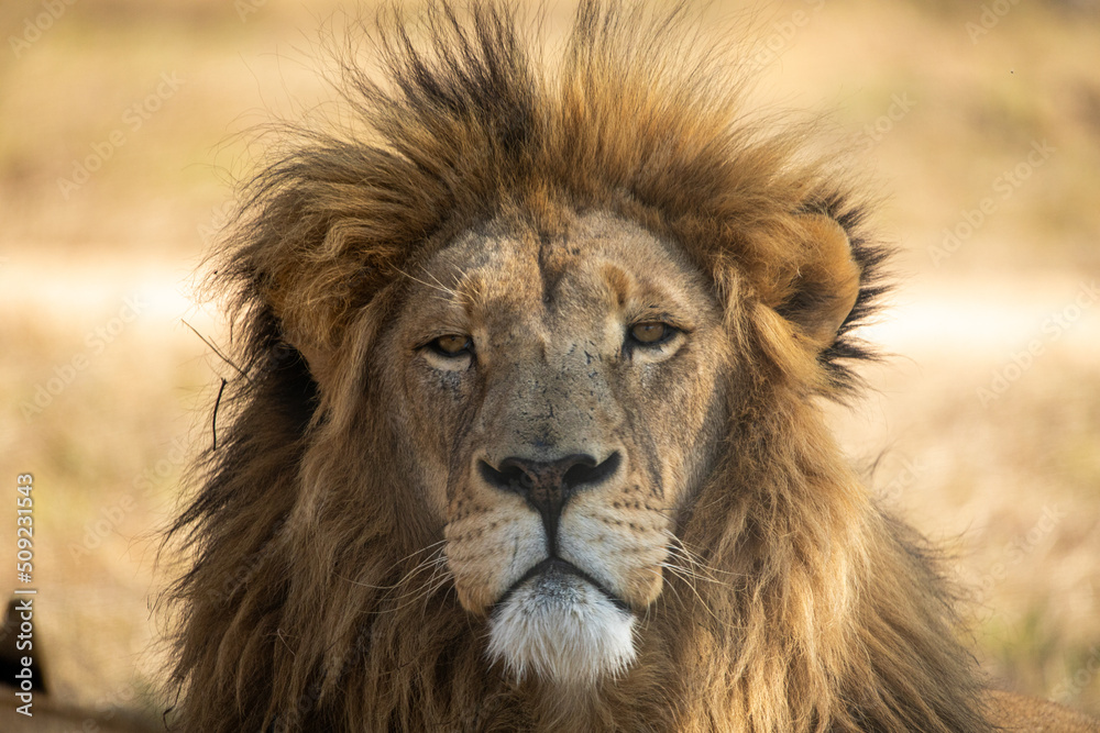 Beautiful lion looking at its prey, under the sun of the African savannah preparing to attack it, this feline is one of the best predators in the world.