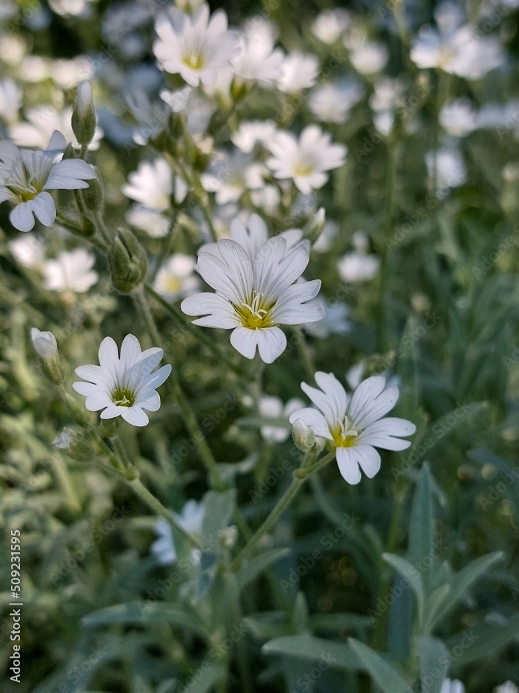 Fototapeta premium white wildflowers