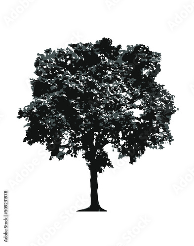 Tree isolated on white background
Ficus Benjamin_B&W_shadows