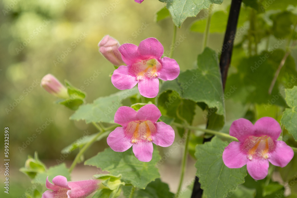 Obraz premium pink and white flowers