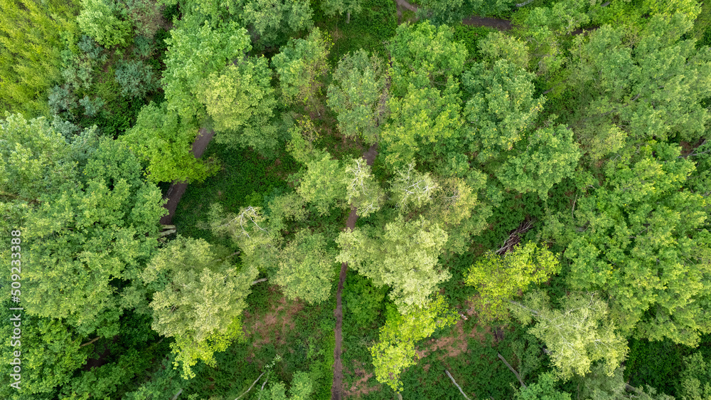 Summer in forest aerial top view. Mixed forest, green deciduous trees. Soft light in countryside woodland or park. Drone shoot above colorful green texture in nature. High quality photo