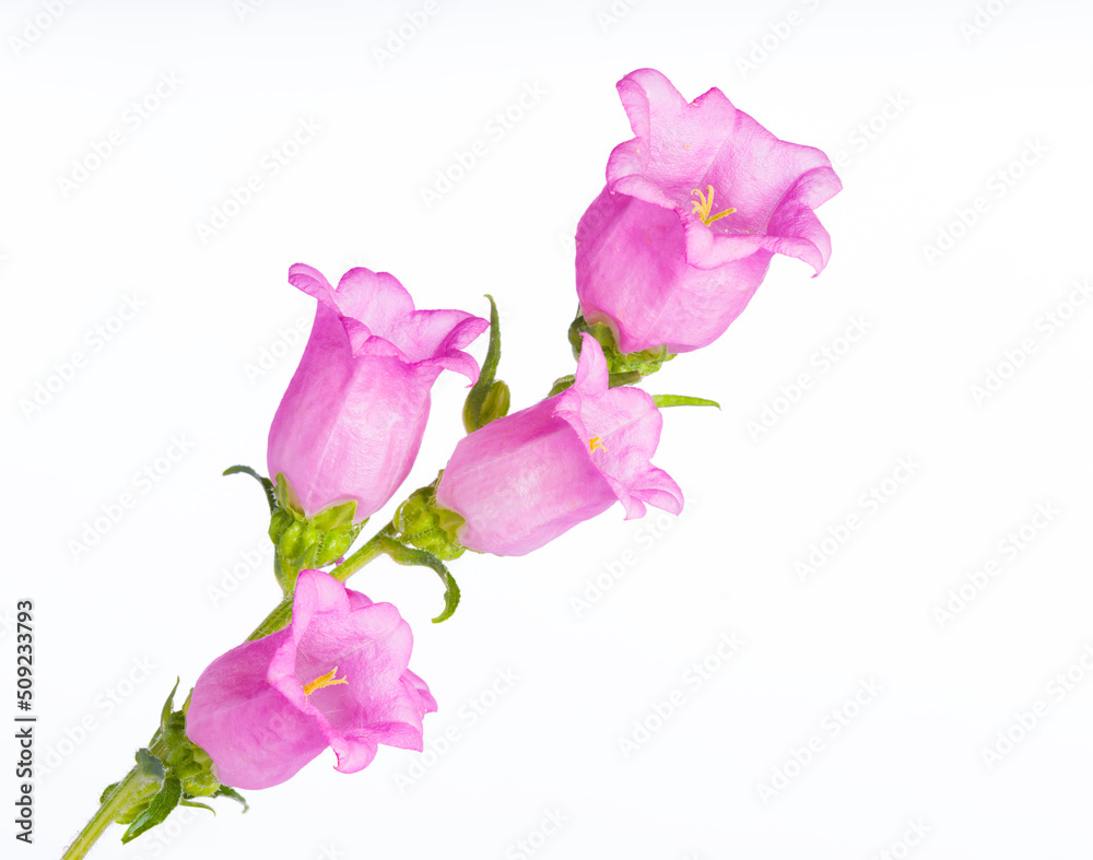 Close-up of pink Campanula medium. Canterbury bells flowers isolated white background. It represents gratitude, faith and constancy.