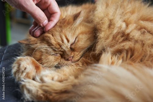 hand stroking the muzzle of a sleeping ginger cat close-up
