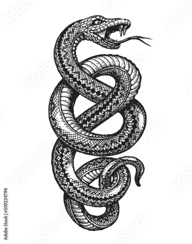Canvas Print Coiled Snake sketch