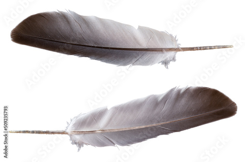 Macro photo of streptopelia pigeon's plume on isolated white background. Birds wing plume and quill concept.