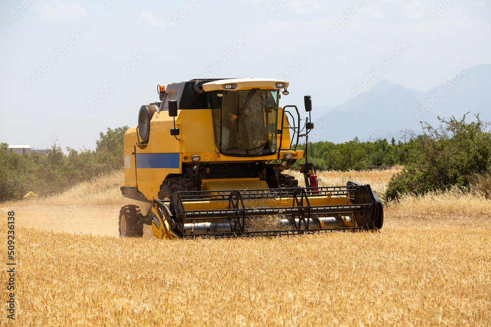 Fototapeta premium Combine harvester harvesting barley fields.Agricultural machinery