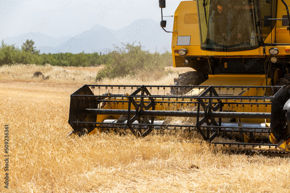 Fototapeta premium Combine harvester harvesting barley fields.Agricultural machinery