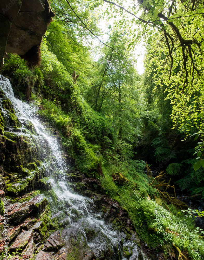 Obraz premium The Birks of Aberfeldy, circular woodland walking route in the Moness Glen outside Aberfeldy in the Highlands of Scotland, UK.