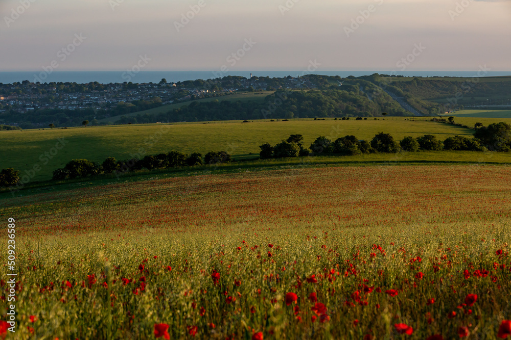 Looking out over the South Downs towards the Sussex coast, with a field of poppies in the foreground
