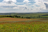 A view over farmland in Sussex with a poppy field in the foreground